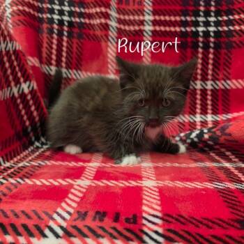 Rupert -  Domestic Short Hair Cat for Adoption in Parkersburg, West Virginia - Rupert | PetCurious