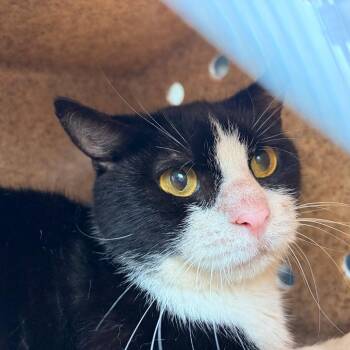 Arrow 28 -  Domestic Short Hair Cat for Adoption in Philadelphia, Pennsylvania - Arrow 28 | PetCurious