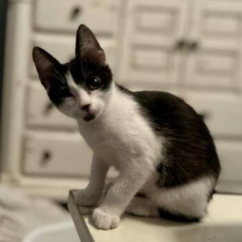 Georgie -  Domestic Short Hair Cat for Adoption in Houston, Texas - Georgie | PetCurious
