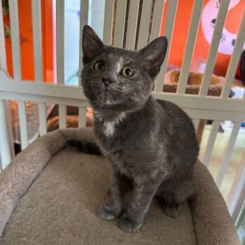 Twizzler -  Russian Blue and Domestic Short Hair Cat for Adoption in Mount Vernon, Illinois - Twizzler | PetCurious