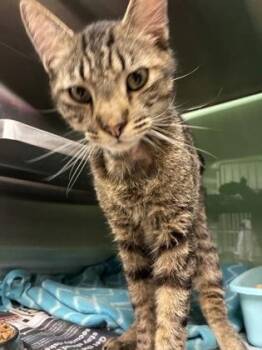 Domestic Short Hair Cats Available for Adoption in Fort Worth, Texas - Connor 989949 | PetCurious