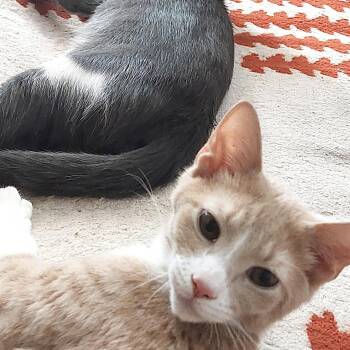 Brody & Benny -  Domestic Short Hair Cat for Adoption in New York, New York - Brody & Benny | PetCurious