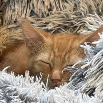 Grapefruit Westie  56327 -  Domestic Short Hair Cat for Adoption in Eaton Rapids, Michigan - Grapefruit Westie  56327 | PetCurious