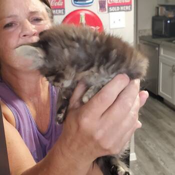 Domestic Medium Hair Cats Available for Adoption in Lake Jackson, Texas - Chloe | PetCurious