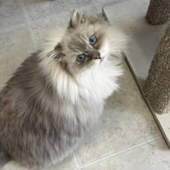Ragdoll Cats Available for Adoption - British Summer | PetCurious