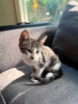 Gandalf -  Tabby and Domestic Short Hair Cat for Adoption in Knoxville, Tennessee - Gandalf | PetCurious