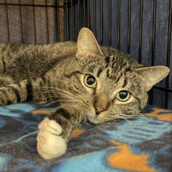 Katt w/ Kitt -  Domestic Long Hair Cat for Adoption in Swanzey, New Hampshire - Katt W/ Kitt | PetCurious