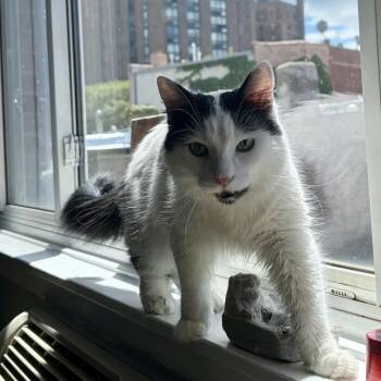Ballad -  Domestic Medium Hair Cat for Adoption in Evanston, Illinois - Ballad | PetCurious