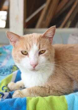 Domestic Short Hair Cats Available for Adoption - Canelo  | PetCurious