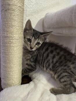 wanda -  Domestic Short Hair Cat for Adoption in Liverpool, Texas - Wanda | PetCurious