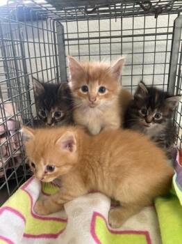 Rosalynn -  Domestic Long Hair and Domestic Short Hair Cat for Adoption in Port Allen, Louisiana - Rosalynn | PetCurious