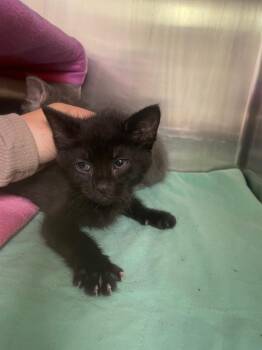 Domestic Short Hair Cats Available for Adoption in Blountville, Tennessee - Maple Syrup | PetCurious