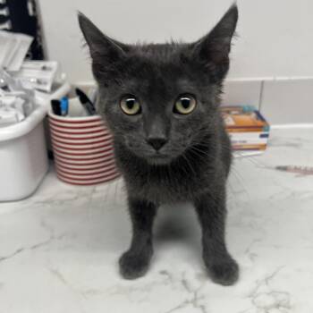 Stormy Storm -  Domestic Short Hair Cat for Adoption in St. Louis, Missouri - Stormy Storm | PetCurious