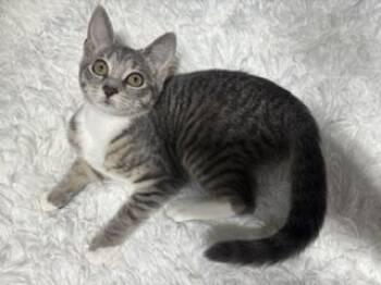 Zinnia J -  Domestic Short Hair Cat for Adoption in Lemoyne, Pennsylvania - Zinnia J | PetCurious