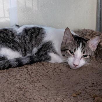 Domestic Short Hair Cats Available for Adoption in Buchanan Dam, Texas - Chance | PetCurious