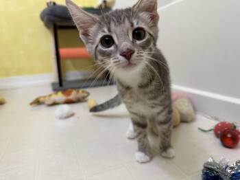 Omelette -  Domestic Short Hair Cat for Adoption in Elkton, Maryland - Omelette | PetCurious