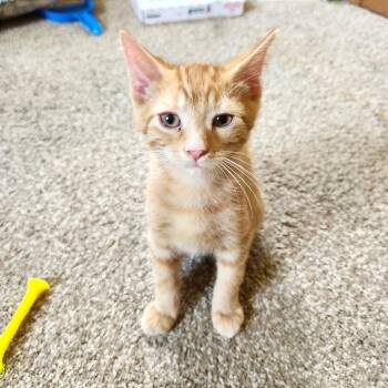 Laurel -  Domestic Short Hair Cat for Adoption in Albert Lea, Minnesota - Laurel | PetCurious