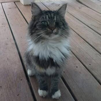 Domestic Long Hair Cats Available for Adoption - Mirabelle | PetCurious