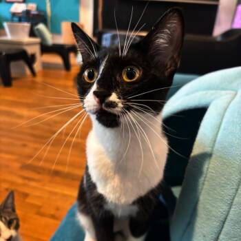 Ruby -  Domestic Short Hair Cat Available for Adoption in Stokesdale, North Carolina - Ruby | PetCurious
