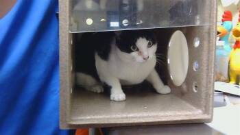 MARLBORO -  Domestic Short Hair Cat for Adoption in Cookeville, Tennessee - MARLBORO | PetCurious