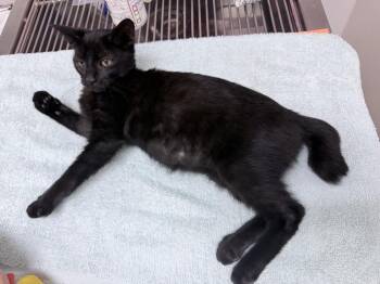 Seven -  Manx Cat for Adoption in Orlando, Florida - Seven | PetCurious