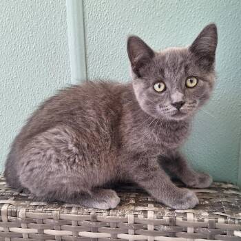 Cody -  Domestic Short Hair Cat for Adoption in Attica, New York - Cody | PetCurious