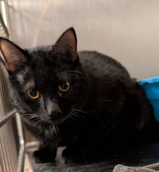 Moriarty -  Domestic Short Hair Cat for Adoption in Tucson, Arizona - Moriarty | PetCurious
