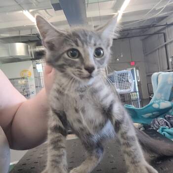 Dylan -  Domestic Short Hair Cat for Adoption in Clarksdale, Mississippi - Dylan | PetCurious