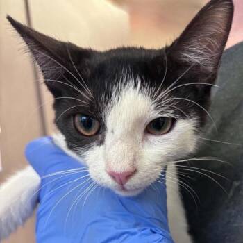 Oreo -  Domestic Short Hair Cat for Adoption in Brenham, Texas - Oreo | PetCurious