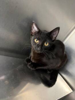 Domestic Short Hair Cats Available for Adoption - Peanut | PetCurious