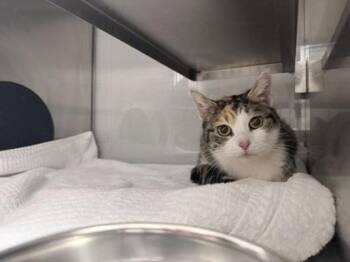 Domestic Short Hair Cats Available for Adoption in Gastonia, North Carolina - Valerie | PetCurious
