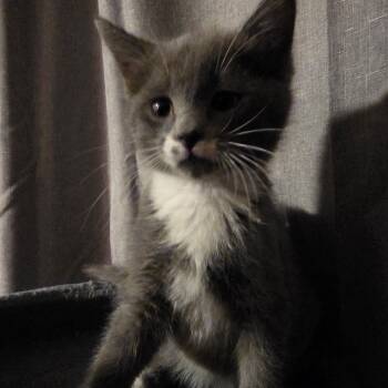 Rescue Domestic Short Hair Cats for Adoption in Grantsville, Utah - Bo | PetCurious