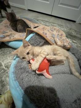 Butterscotch -  Domestic Short Hair Cat for Adoption in Liverpool, Texas - Butterscotch | PetCurious