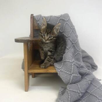 Vesper-C -  Domestic Short Hair Cat for Adoption in East St. Louis, Illinois - Vesper-C | PetCurious