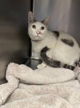 CLOUD* -  Domestic Short Hair Cat for Adoption in Santa Cruz, California - CLOUD* | PetCurious
