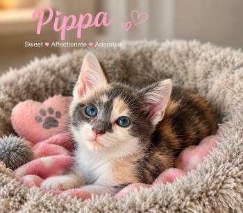 Pippa -  Calico Cat for Adoption in Casselberry, Florida - Pippa | PetCurious