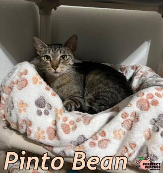 Rescue Domestic Short Hair Cats for Adoption in Douglasville, Georgia - Pinto Bean | PetCurious