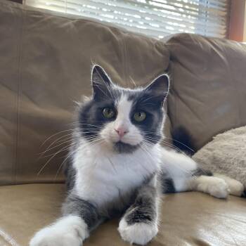 Domestic Long Hair Cats Available for Adoption - Miss Dior | PetCurious