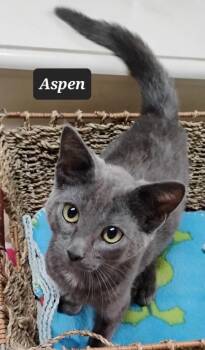 Aspen -  Domestic Short Hair Cat for Adoption in Buffalo, Missouri - Aspen | PetCurious