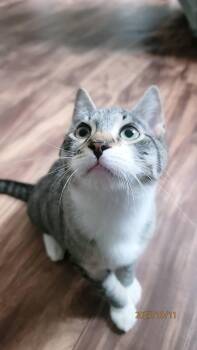 Rescue Domestic Short Hair Cats for Adoption in Piscataway, New Jersey - Sprout | PetCurious