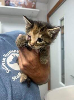 Sue Lee Foster 4 -  Domestic Short Hair Cat for Adoption in Sullivan, Indiana - Sue Lee Foster 4 | PetCurious