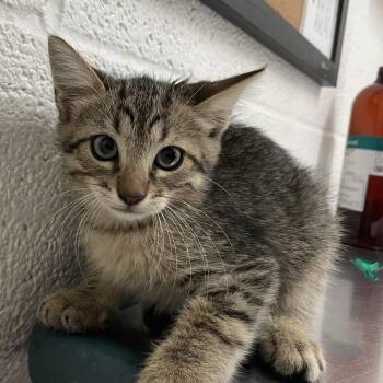 Domestic Short Hair Cats Available for Adoption in Edinburg, Texas - Keaton | PetCurious