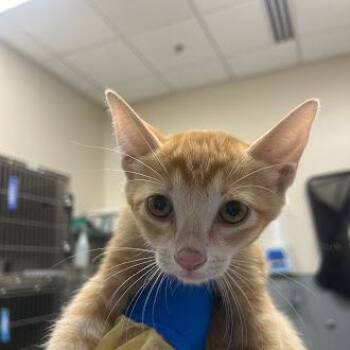 MARIGOLD -  Domestic Short Hair Cat for Adoption in Las Vegas, Nevada - MARIGOLD | PetCurious