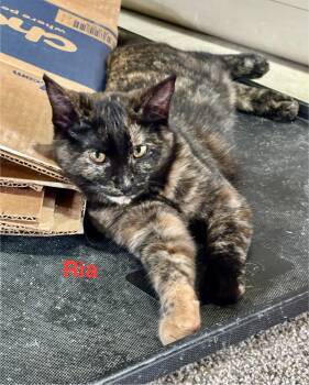Rescue Tortoiseshell Cats for Adoption in Sheboygan, Wisconsin - Ria | PetCurious