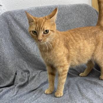 Trixie -  Domestic Short Hair Cat for Adoption in Madisonville, Kentucky - Trixie | PetCurious
