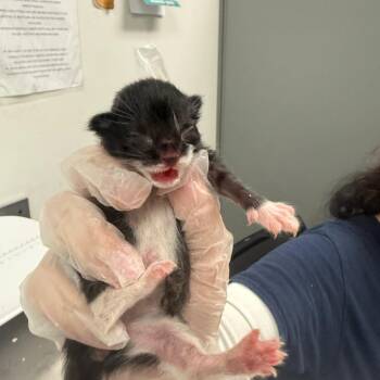 Margo -  Domestic Medium Hair Cat for Adoption in Charleston, West Virginia - Margo | PetCurious