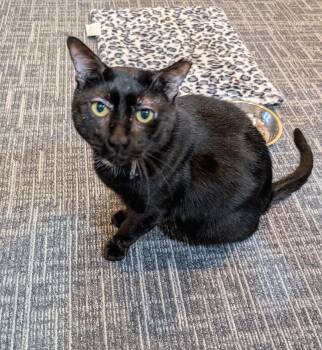 Rescue Domestic Short Hair and Bombay Cats for Adoption in West Palm Beach, Florida - Sherman | PetCurious