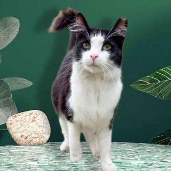 Mickey -  Domestic Medium Hair Cat for Adoption in Los Angeles, California - Mickey | PetCurious