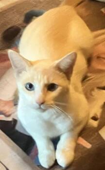 Serrana -  Domestic Short Hair Cat for Adoption in Columbus, Minnesota - Serrana | PetCurious