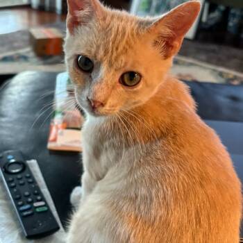 Rescue Domestic Short Hair Cats for Adoption in Webster, Texas - Chai | PetCurious